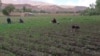 کوکنارکشت نمی‌کنیم، اما خواستار کمک در بخش کودهای کیمیاوی هستیم ـ دهقان 