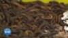 Un insecte africain pour lutter contre la pollution plastique