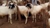 Ana Bincike Kan Yaron Da Aka Daure Tare Da Dabbobi a Kebbi