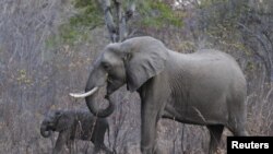 Des éléphants au parc national Hwange au Zimbabwe, le 1er août 2015.