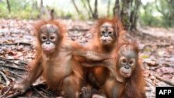 Bayi-bayi orangutan yang dilepaskan di Kalimantan Tengah, setelah sebelumnya menderita masalah pernapasan akibat kebakaran hutan. (Foto: Dok)