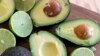 EE.UU. importará más aguacates de México