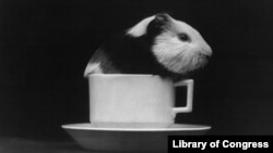 Guinea pigs have long been used in scientific research and in our everyday conversations. Why this one is in a tea cup ... is a really good question.