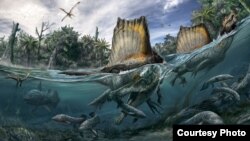 El único dinosaurio que se adaptaba a la vida en el agua vivió en el Norte de África.
