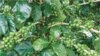 FILE - Laos farmers turn to coffee growing as government prohibits opium and discourages "slash and burn" agriculture.