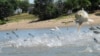 Bow Hunters Target Asian Carp for Sport on the Illinois River