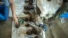South Africa Wraps Up First Online Rhino Horn Auction