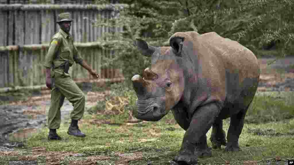 Sur cette photo prise le mardi 2 décembre 2014, le gardien Mohamed Doyo marche avec Fatu, une femelle rhinocéros blanc du nord sortie de sa cage, à l'Ol Pejeta Conservancy au Kenya.