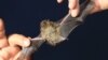 Do Bats Hold the Secret to Long Life?