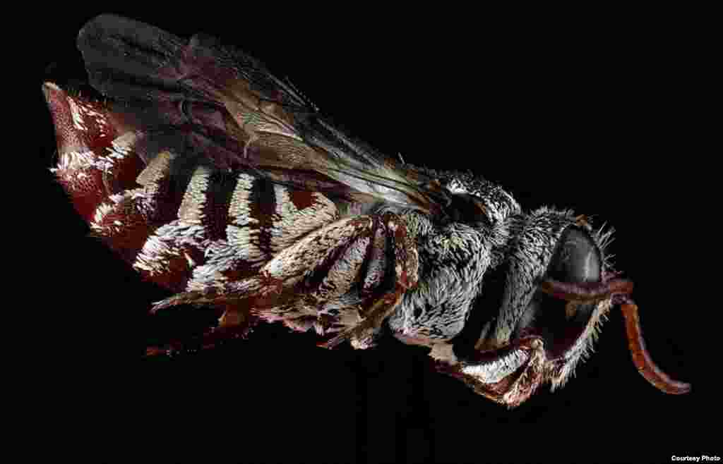 Coelioxys coturnix is a nest parasite of other introduced bees in the inner city, laying its eggs in their nests and their young subsequently killing the host's young and eating the provisions of the nest.