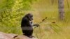Abused Chimpanzees Find Home in Sierra Leone Wildlife Refuge