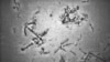 Crews Searching for Missing Malaysia Plane Find Shipwreck