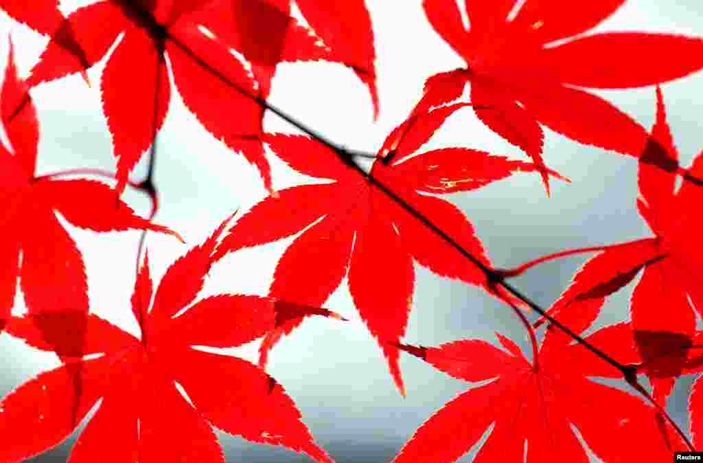Cahaya matahari menerpa daun-daun warna merah dari pohon maple di Falls Church, Virginia.