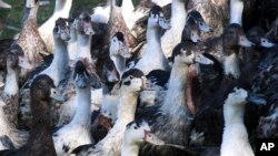 Ducks are pictured at a farm in La Bastide Clairence, southwestern France, Dec.7, 2016. To stem the spread of brid flu, the French government has ordered up to a million ducks culled.