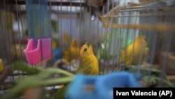 In this Aug. 5, 2019 photo, canaries caught from the wild by animal traffickers sing in their cages in a quarantined area of a wildlife center before being freed in Bogota, Colombia. (AP Photo/Ivan Valencia)