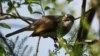 Burung Kicau Bisa Bantu Atasi Gangguan Bicara Manusia