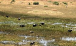 A herd of elephants is seen grazing at a wild life area outside Kasane in the northeastern corner of Botswana, Sept. 20, 2018.