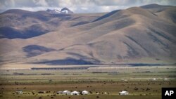 འབྲོག་པ་ཚོས་གུར་ཕུབ་སྟེ་འཚོ་བ་རོལ་སྐབས་གཡག་རྣམས་ཀྱིས་རྩྭ་ཟ་བཞིན་ཡོད།