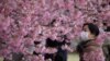 El coronavirus vacía zonas turísticas de Japón en época de cerezos