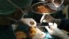 Perawat AS Keliru Buang Ginjal Donor ke Tempat Sampah