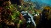 Galapagos Islands, many unique creatures at risk from warming waters 
