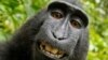 Inde : un singe chapardeur attaché et encagé à Mumbai