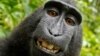 USA : un singe n'a pas de droits sur ses selfies, a estimé un tribunal américain