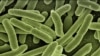 科学家担心“噩梦病菌”肆虐美国