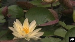 A pond at the US National Arboretum