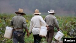 Trabajadores agrícolas recolectan la siembra en el rancho Santa Fe, en California. Imagen de archivo del 31 de agosto de 2016.