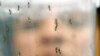 Warga Denmark Positif Tertular Virus Zika