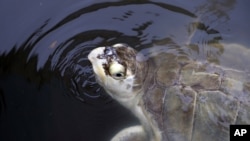 Une tortue de mer nage dans un réservoir au Sea Life Center à Port Aransas, Texas, le 30 septembre 2017.