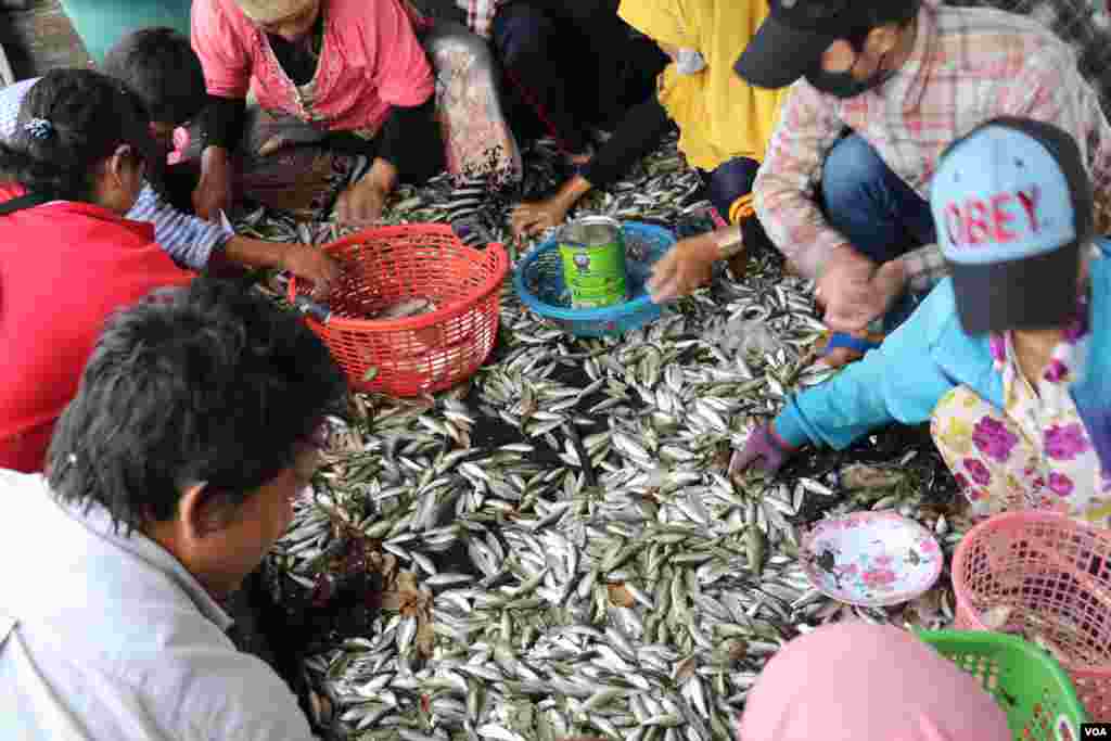 ទិដ្ឋភាពទូទៅនៃការរកត្រីប្រហុកនៅក្នុងតំបន់ផែនេសាទគីឡូម៉ែត្រលេខ៩ ក្នុងខណ្ឌឬស្សីកែវ រាជធានីភ្នំពេញ នៅថ្ងៃទី២៧ ខែធ្នូ ឆ្នាំ២០១៧ (ស៊ុន ណារិន/VOA)