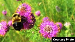 The rusty-patched bumblebee has been added to the U.S. endangered species list. (Fish and Wildflife Service)