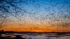 Sandhill Cranes Rest on Their Long Voyage