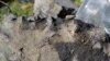 Montana Hunter's Find Leads to Discovery of Prehistoric Sea Creature
