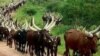 Shanun Fulani Makiyaya 