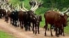 Rikicin Fulani Da Manoma Na Kara Sa Zaman Zullumi a Jigawa