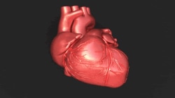 Quiz - For Heart Health – Seeing Is Believing
