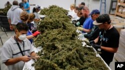 También se establecería, entre otros puntos, los mecanismos para la comercialización regulada de la marihuana, los impuestos que la gravarían y las restricciones referidas a la publicidad.