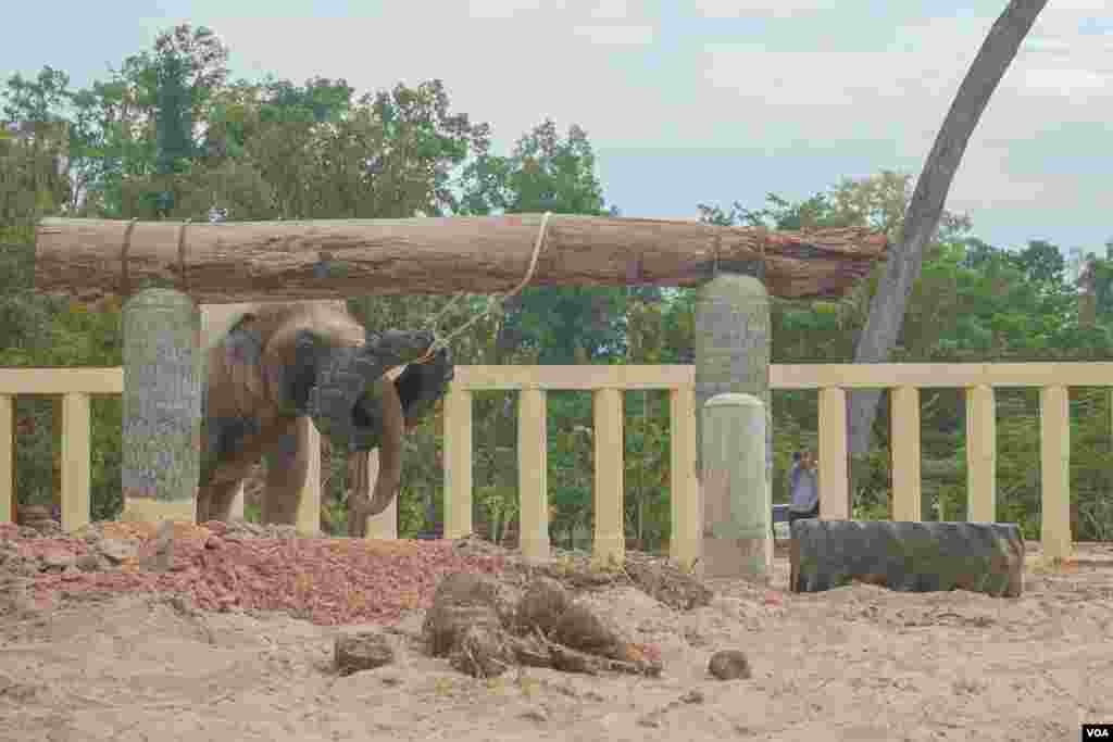 ដំរីឈ្មោះកាវ៉ាន (Kaavan) ដែលត្រូវបានគេស្គាល់ថាជាដំរីឯកោ បានចាប់ផ្តើមសម្របខ្លួនទៅនឹងស្ថានភាពរស់នៅ នៅដែនជម្រកសត្វព្រៃនៅកម្ពុជា ខេត្តឧត្តរមានជ័យ នៅថ្ងៃទី០១ ខែធ្នូ ឆ្នាំ២០២០។ (ខាន់ សុគុំមនោ/VOA)