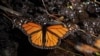 Monarch butterflies wintering in Mexico rebound this year