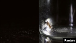 ARCHIVO: Un mosquito Aedes aegypti se guarda en un contenedor en Buenos Aires, Argentina, 13 de marzo de 2024.
