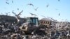 Storks Eat More Junk, Migrate Less as Planet Warms