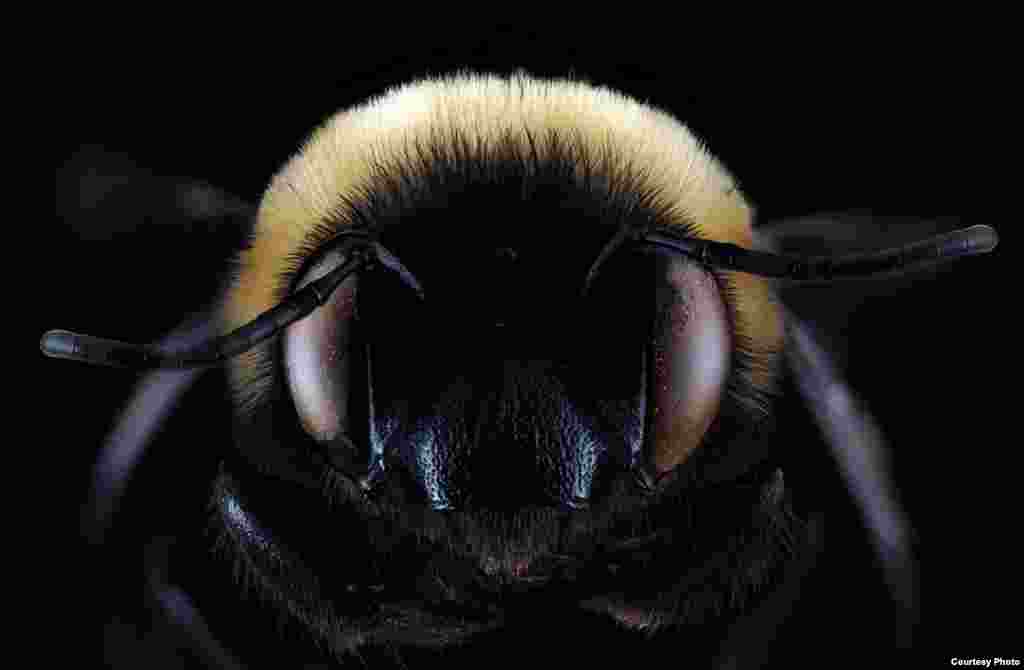 Habropoda laboriosa is known as the southeasterly blueberry bee this early spring bee looks a lot like a bumblebee but feeds almost exclusively on blueberry and related plant pollen.