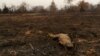 Weather Event May Be Cause of Brazil’s Pantanal Fires
