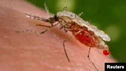 MALARIA MOSQUITO