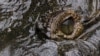 Don't Believe Those 'Crocodile Tears'