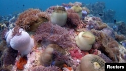 FILE - A bed of corals off Malaysia's Tioman island in the South China Sea
