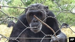 A chimpanzee being playful in Sweetwaters Chimpanzee Sanctuary in Ol Pejeta, Kenya, March 2012. The sanctuary houses and rehabilitates 41 traumatized chimpanzees from West and Central Africa.